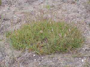 Sea Plantain