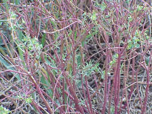 Sun Spurge