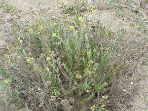 Sea Spurge