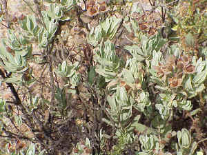 Sea Spurge
