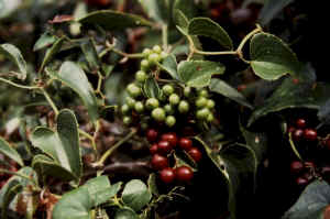 Smilax aspera