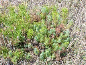 Stone Pine