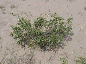 Tamarisk
