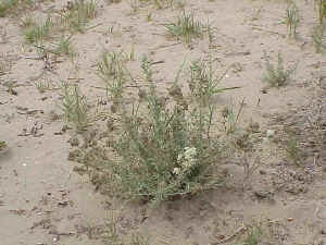 Felty Germander