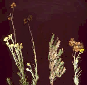 Thymelaea hirsuta