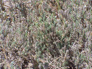 Thymelaea hirsuta