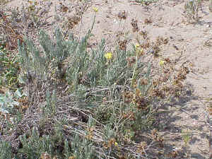 Thymelaea hirsuta